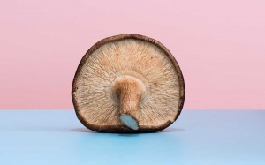 6 loại nấm dược liệu giúp tăng cường miễn dịch