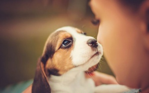 E sợ chó dữ, hãy tìm hiểu 11 giống chó thân thiện nhất với trẻ nhỏ