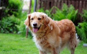 Tử vi tuần (13 - 19/8/2018): Ma Kết nên thân thiện với mọi người xung quanh