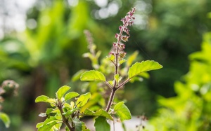 Sử dụng thảo mộc này giúp làm hạ đường huyết cho người đái tháo đường type 2