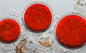 'Vua' chống oxy hóa astaxanthin có lợi gì cho sức khỏe?