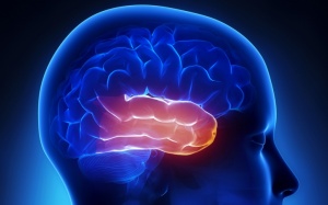 Tìm thấy virus Herpes trong não người bị rối loạn lưỡng cực, trầm cảm