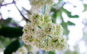 Bắc Bộ có mưa rải rác trong những ngày tới