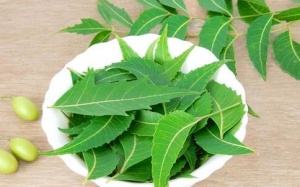 10 lợi ích của lá neem với da và tóc