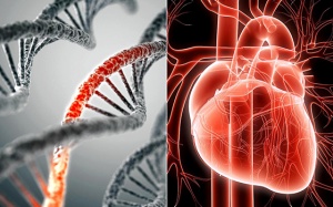 Bệnh suy tim có di truyền không: Đã có câu trả lời!
