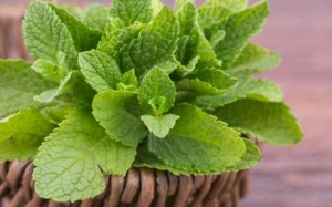 5 lợi ích của lá bạc hà: Biết càng sớm thì càng khỏe mạnh