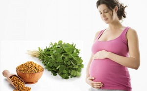 Những điều cần biết khi sử dụng cỏ cà ri trong thời kỳ mang thai