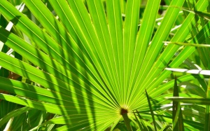 6 lợi ích của cây cọ lùn với sức khỏe phụ nữ