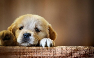 Khi thấy các dấu hiệu này, cún cưng mấy cũng nên tránh xa