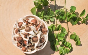 11 lợi ích của hạt cây chùm ngây với sức khỏe