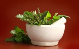 Những lợi ích bất ngờ từ lá húng quế