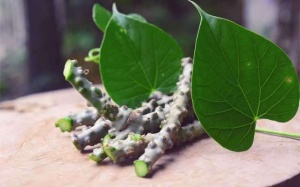 Dây thần nông có lợi cho sức khỏe thế nào?