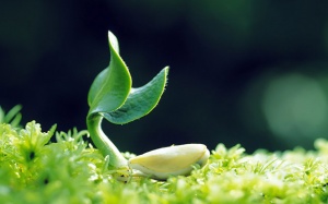 Vì sao nên bổ sung nội tiết tố nữ với tinh chất mầm đậu nành Nhật Bản?