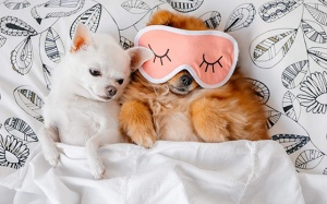 Tử vi thứ Năm (11/10/2018): Sư Tử đã sẵn sàng tìm kiếm tình yêu đích thực