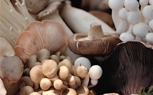 Ăn nấm tốt cho sức khỏe như thế nào?