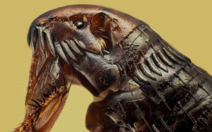 Ấn tượng những bức ảnh chụp dưới kính hiển vi đẹp nhất năm 2018