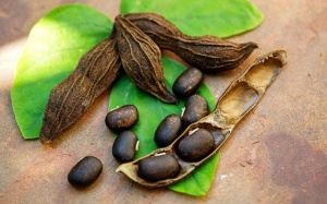 Đậu mèo rừng và những lợi ích bất ngờ cho người bệnh Parkinson