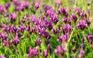 Hoàng kỳ - Thảo dược giúp tăng cường miễn dịch, tốt cho người bệnh tim, thận