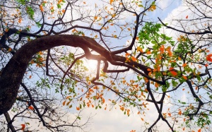 Bắc Bộ hửng nắng, nhiệt độ tăng nhẹ