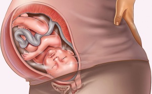 Em bé làm gì trong 24 giờ trước khi sinh?