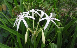 Hỗ trợ điều trị u nang buồng trứng bằng thảo dược an toàn và hiệu quả