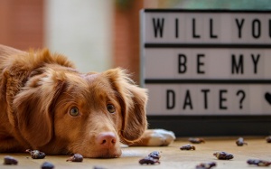 Tử vi Chủ nhật (25/11/2018): Song Ngư sẽ có một buổi hẹn hò lãng mạn