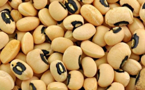 Bạn sẽ ngạc nhiên vì những lợi ích này của đậu dải trắng