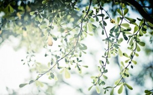 Bắc Bộ còn nắng hanh trong 2 ngày tới