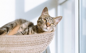 Tử vi Chủ nhật (16/12/2018): Thiên Bình nên chăm sóc bản thân tốt hơn!