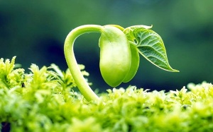 Bổ sung mầm đậu nành có giúp tăng khả năng sinh sản? 