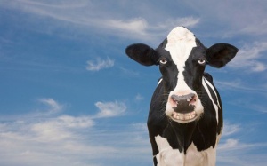 Ngành sữa đang trở lại?