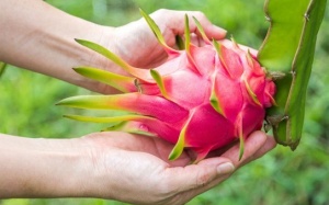 Thanh long - Bí quyết chăm sóc da hữu hiệu vào mùa Đông!