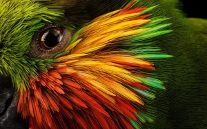 Ngắm ảnh động vật hoang dã đẹp nhất năm 2018 của National Geographic