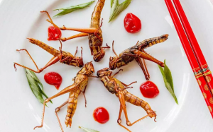 Xu hướng siêu thực phẩm mới: Côn trùng!