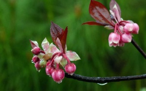 Mưa rét ở Bắc Bộ còn kéo dài đến hết ngày mai