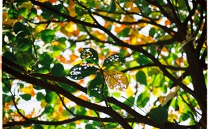 Bắc Bộ giảm mưa, trưa chiều trời hửng nắng