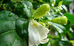 Bắc Bộ chuyển mưa, nhiệt độ giảm nhanh