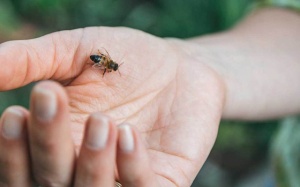 6 mẹo giúp bạn đuổi các loài động vật, côn trùng gây bệnh