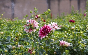 Bắc Bộ ấm dần, Trung Bộ giảm mưa