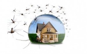 Cách giữ cho ngôi nhà của bạn không có muỗi