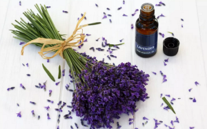 Sử dụng tinh dầu oải hương giảm lo âu như thế nào? 