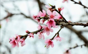 Thời tiết cả nước trước và trong dịp Tết Nguyên đán như thế nào?