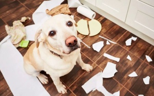 Tử vi thứ Năm (31/1/2019): Song Tử, đừng mất bình tĩnh khi gặp rắc rối