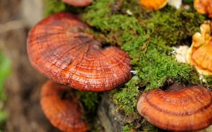 7 thảo dược quý người bệnh đái tháo đường nên dùng ngay