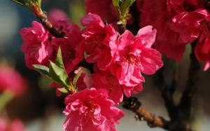 Cả nước có nắng và ấm áp dịp Tết Nguyên đán