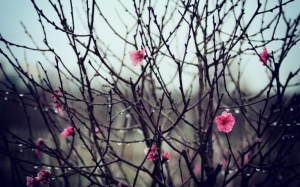 Thời tiết cả nước ngày đầu tiên đi làm của năm mới như thế nào?