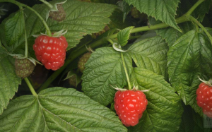 Muốn tăng khả năng sinh sản: Đừng quên lá mâm xôi đỏ 