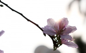 Bắc Bộ giảm mưa, nắng nhiều trở lại 