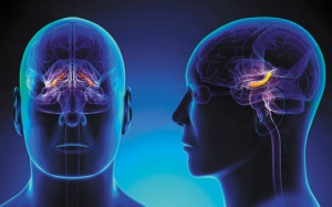 Tăng huyết áp có thể dẫn đến co rút não ở người trẻ tuổi