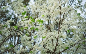 Không khí lạnh suy yếu, Bắc Bộ tăng nhiệt